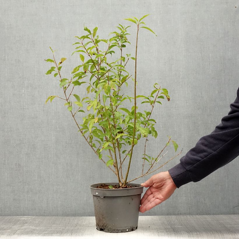 Exemplaar van Forsythia intermedia Lynwood - Chinees klokje Pot van 2 l/3 l zoals geleverd in de zomer