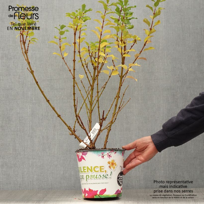 Exemplaar van Forsythia Mindor - Chinees klokje Pot van 4 l/5 l zoals geleverd in de herfst