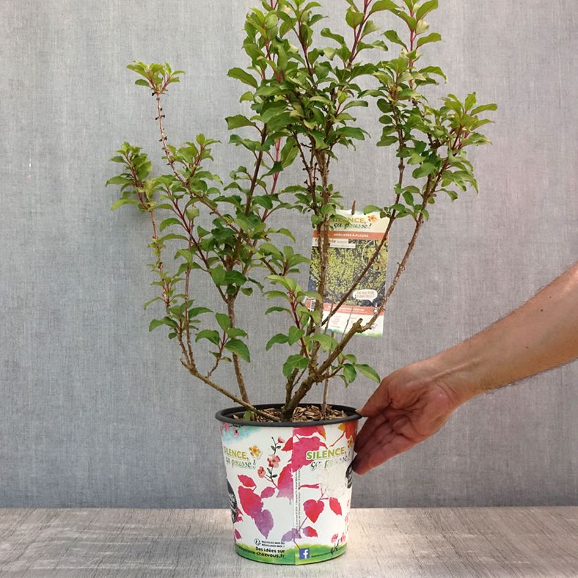 Exemplaar van Forsythia Mindor - Chinees klokje Pot van 4 l/5 l zoals geleverd in de zomer
