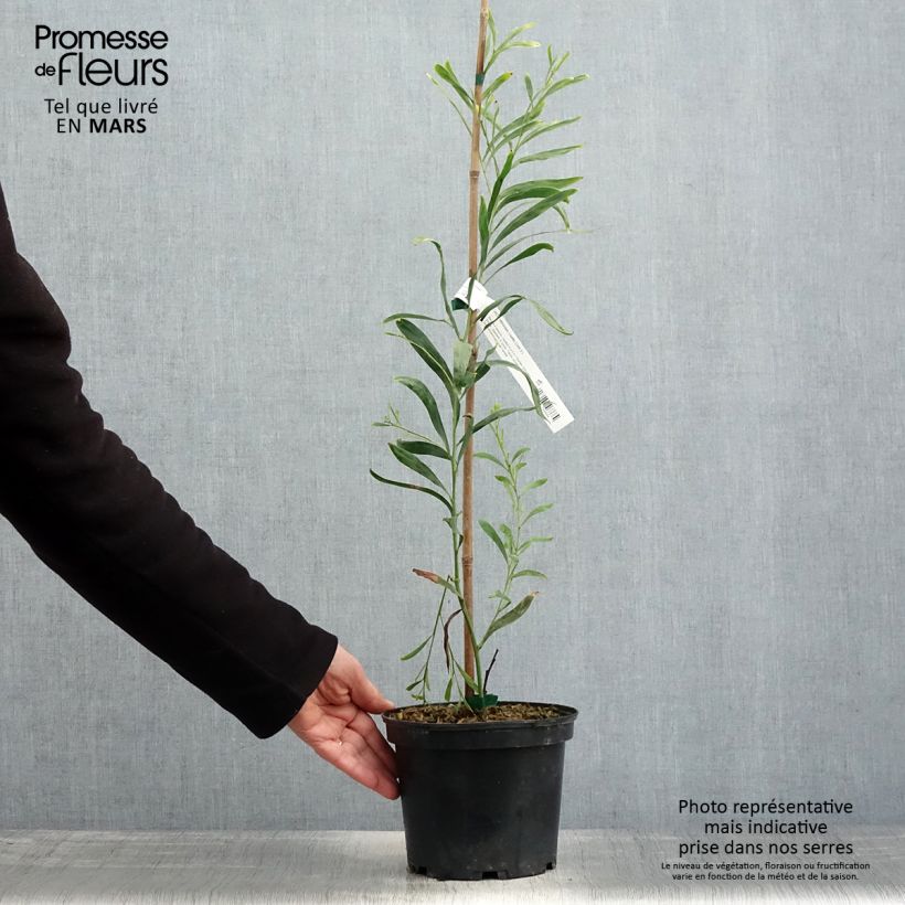 Example of Acacia retinodes Lisette - Mimosa der vier seizoenen Pot van 2 l/3 l as you get in printemps