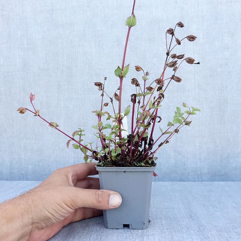 Exemplaar van Mimulus cupreus Roter Kaiser - Maskerbloem Kweekpotje van 8/9 cm zoals geleverd in de zomer