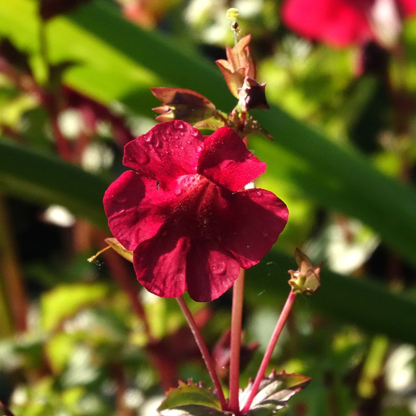 Mimulus cupreus Roter Kaiser - Maskerbloem (Bloei)