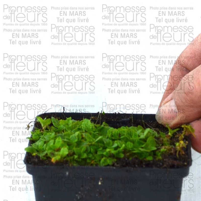 Voorbeeld van een exemplaar van Mimulus Highland Yellow - Maskerbloem Kweekpotje van 8/9 cm zoals geleverd