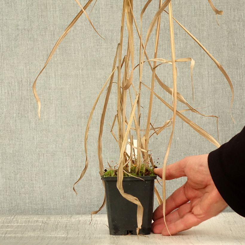 Exemplaar van Miscanthus floridulus - Prachtriet Kweekpotje van 8/9 cm zoals geleverd in de herfst