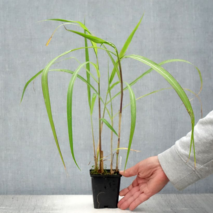 Exemplaar van Miscanthus floridulus - Prachtriet Kweekpotje van 8/9 cm zoals geleverd in de zomer