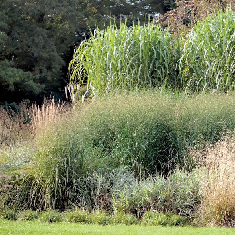 Miscanthus giganteus - Prachtriet (Plant habit)