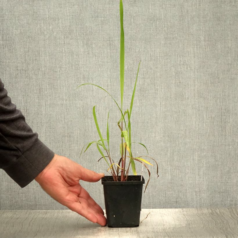 Exemplaar van Miscanthus nepalensis - Prachtriet Kweekpotje van 8/9 cm zoals geleverd in de zomer