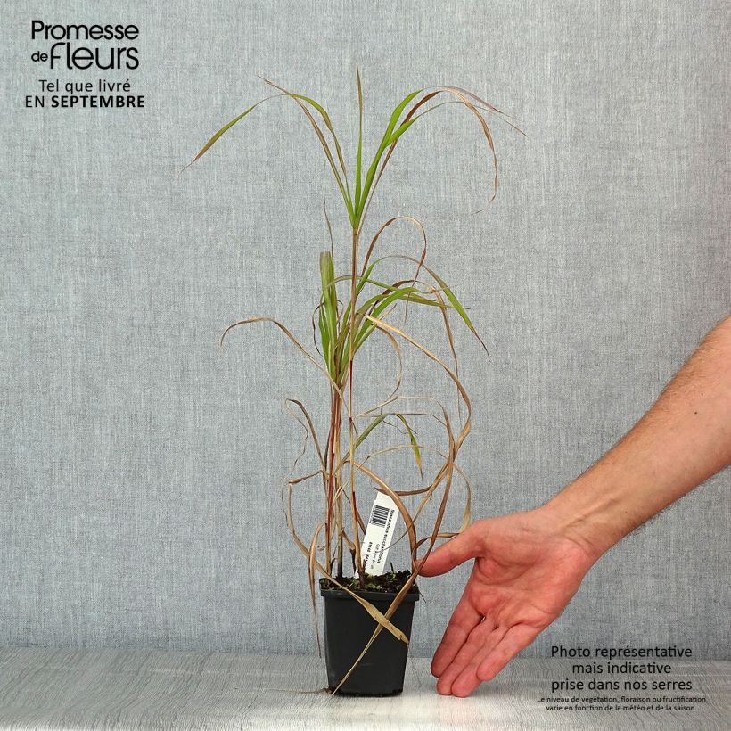 Exemplaar van Miscanthus sacchariflorus - Prachtriet Kweekpotje van 8/9 cm zoals geleverd in de zomer