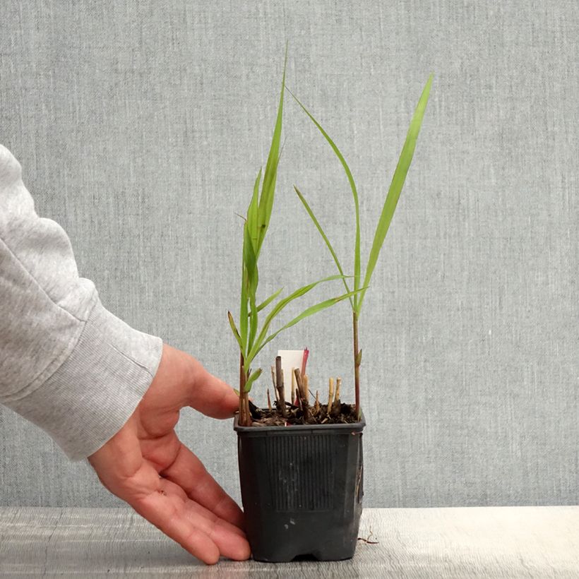 Example of Miscanthus sacchariflorus - Prachtriet Kweekpotje van 8/9 cm as you get in printemps