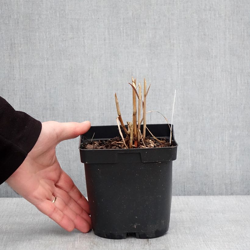 Exemplaar van Miscanthus sacchariflorus - Roseau de Chine Pot de 2L/3L zoals geleverd in de winter