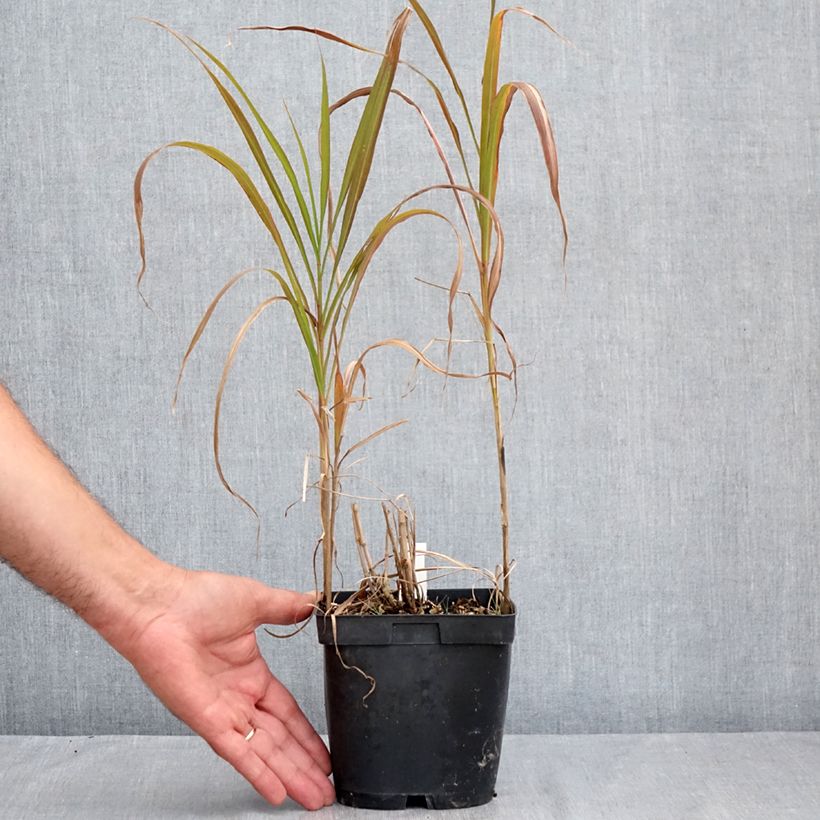 Exemplaar van Miscanthus sacchariflorus - Prachtriet Pot van 2 l/3 l zoals geleverd in de zomer