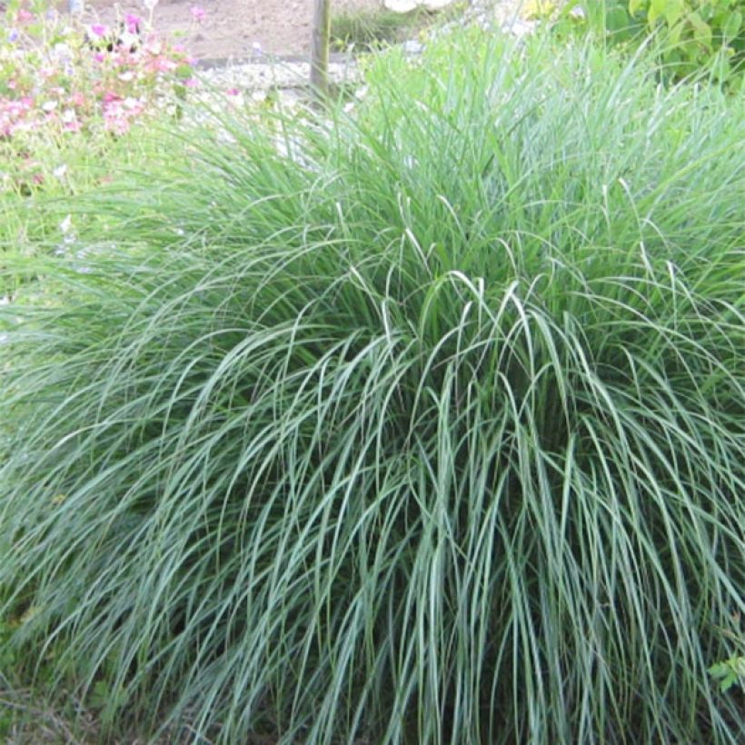 Miscanthus sinensis Adagio - Prachtriet (Blad)