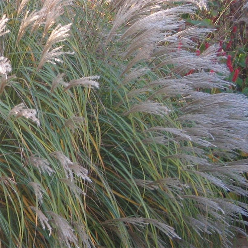 Miscanthus sinensis Adagio - Prachtriet (Bloei)