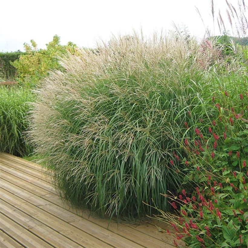 Miscanthus sinensis Adagio - Prachtriet (Groeiplaats)