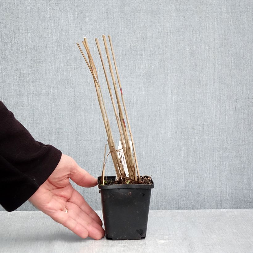 Exemplaar van Miscanthus sinensis Afrika - Prachtriet Kweekpotje van 8/9 cm zoals geleverd in de herfst