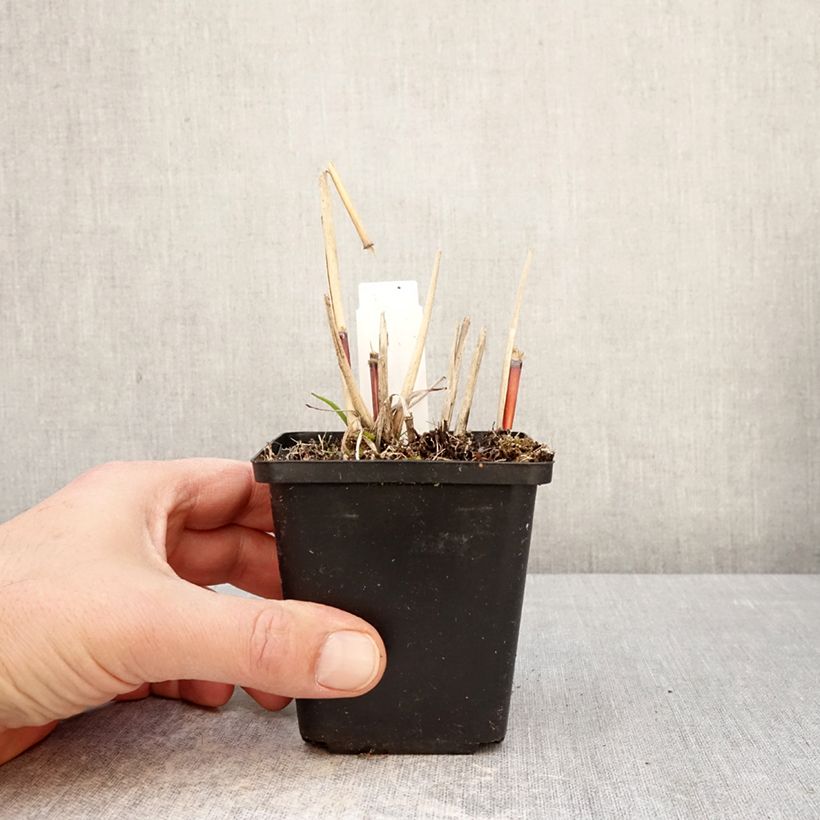 Exemplaar van Miscanthus sinensis Afrika - Prachtriet Kweekpotje van 8/9 cm zoals geleverd in de lente