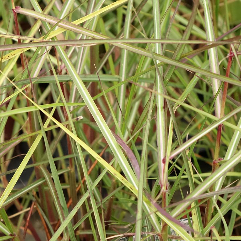 Miscanthus sinensis Aperitiv - Prachtriet (Blad)
