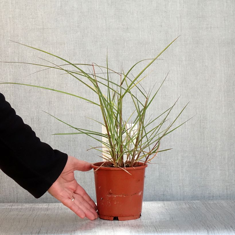 Exemplaar van Miscanthus sinensis Aperitiv - Prachtriet Pot van 1 l/1,5 l zoals geleverd in de herfst