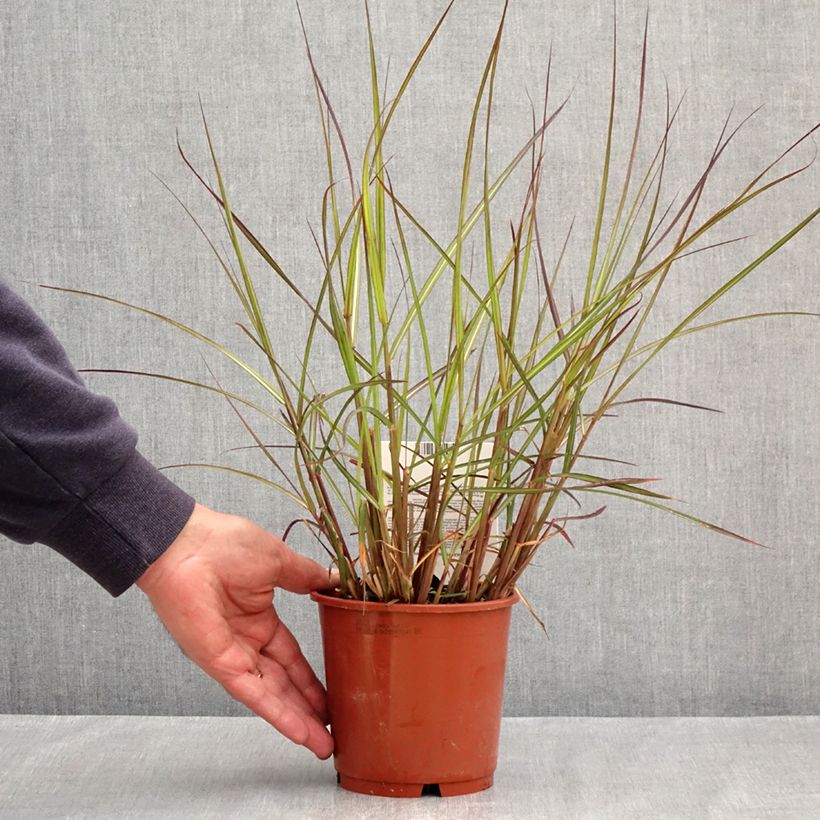Example of Miscanthus sinensis Aperitiv - Prachtriet Pot van 1 l/1,5 l as you get in printemps