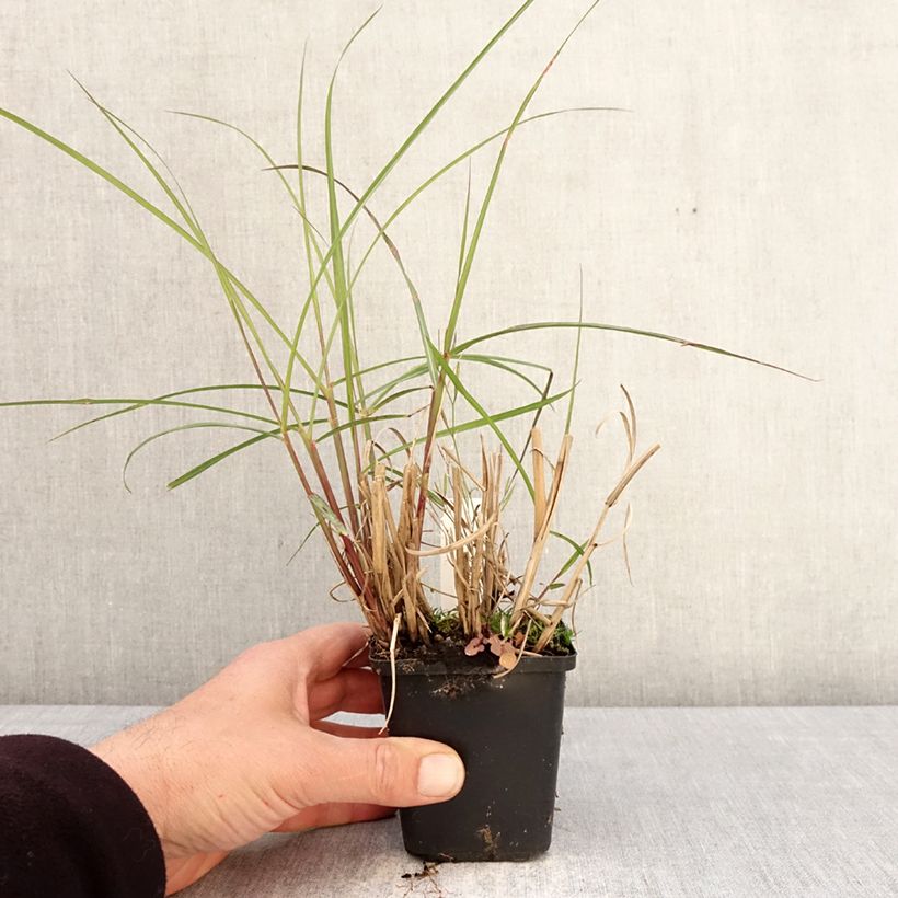 Exemplaar van Miscanthus sinensis Aperitiv - Prachtriet Kweekpotje van 8/9 cm zoals geleverd in de lente
