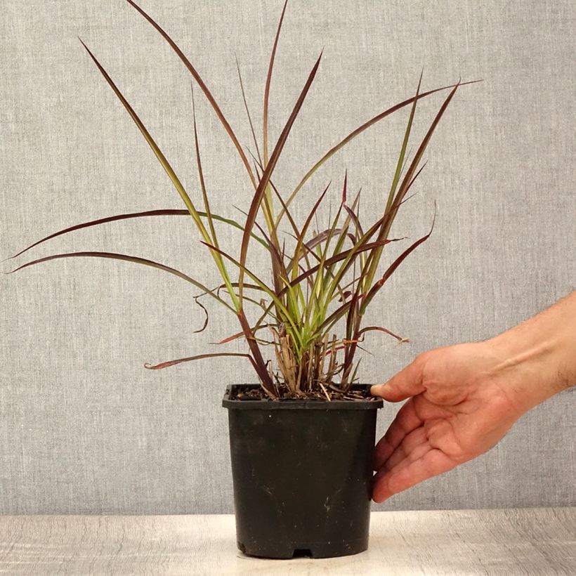 Exemplaar van Miscanthus sinensis Boucle - Prachtriet Pot van 1,5 l/2 l zoals geleverd in de zomer
