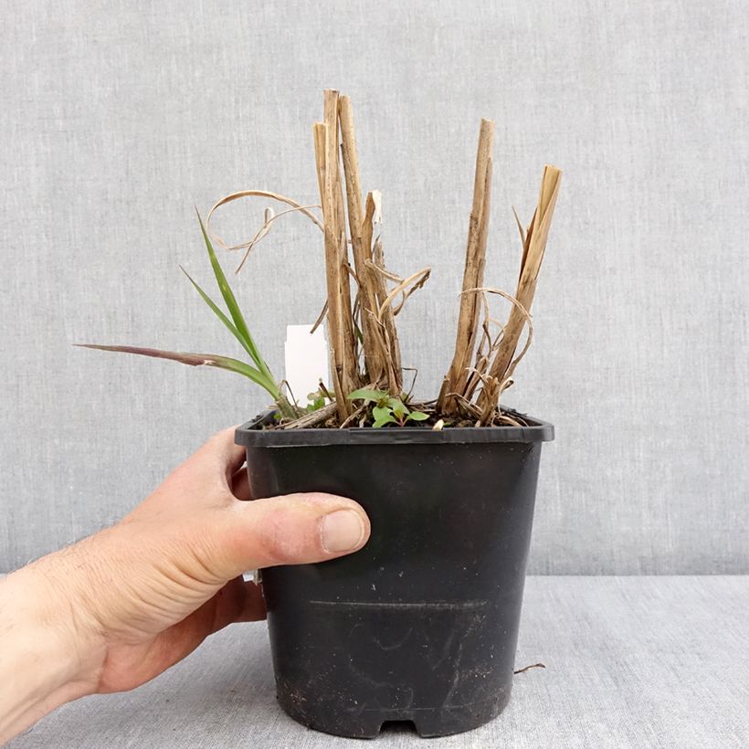 Exemplaar van Miscanthus sinensis Boucle - Prachtriet Pot van 1,5 l/2 l zoals geleverd in de lente