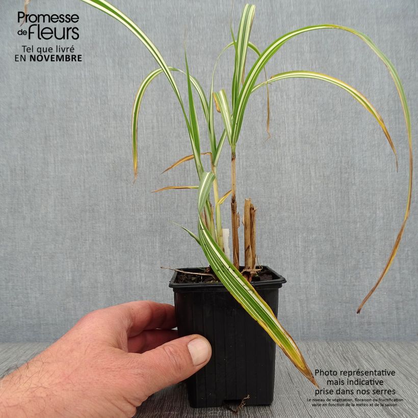 Exemplaar van Miscanthus sinensis Cabaret - Prachtriet Kweekpotje van 8/9 cm zoals geleverd in de herfst