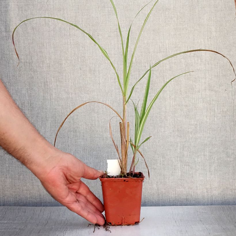 Exemplaar van Miscanthus sinensis Cabaret - Prachtriet Kweekpotje van 8/9 cm zoals geleverd in de zomer