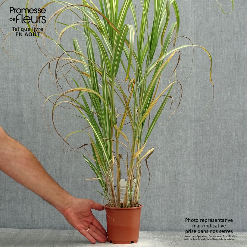 Exemplaar van Miscanthus sinensis Cabaret - Prachtriet Pot van 1 l/1,5 l zoals geleverd in de zomer