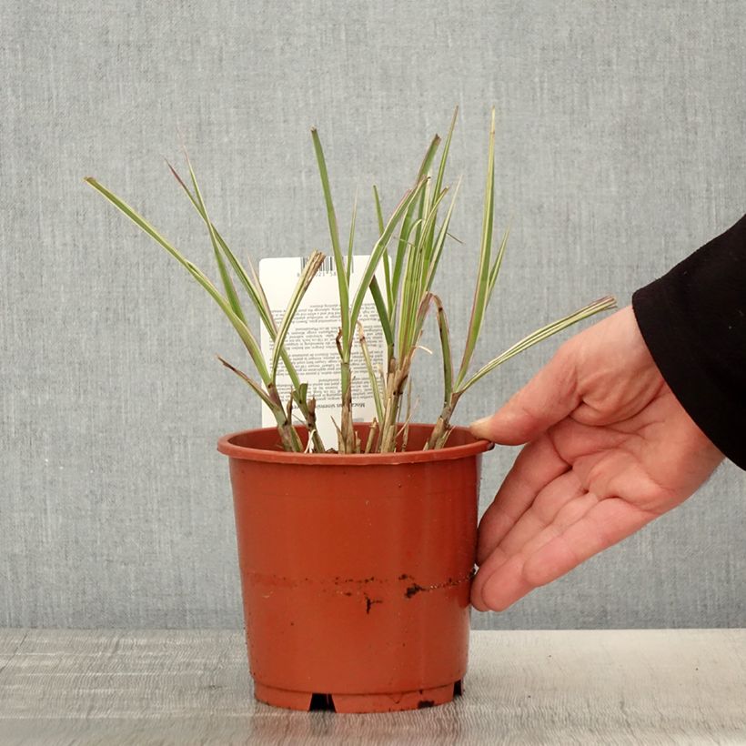 Example of Miscanthus sinensis Cabaret - Prachtriet Pot van 1 l/1,5 l as you get in printemps