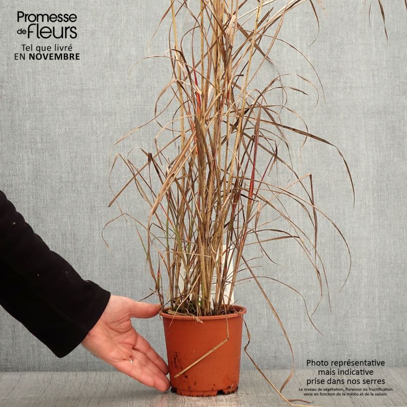 Exemplaar van Miscanthus sinensis China - Prachtriet Pot van 1 l/1,5 l zoals geleverd in de herfst