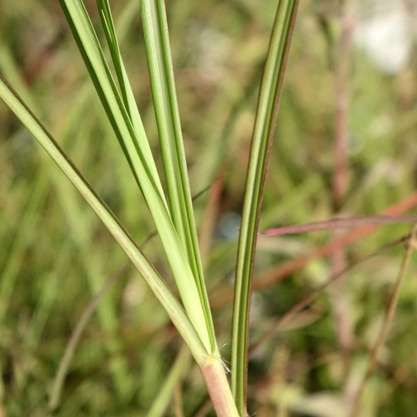Miscanthus sinensis China - Prachtriet (Blad)