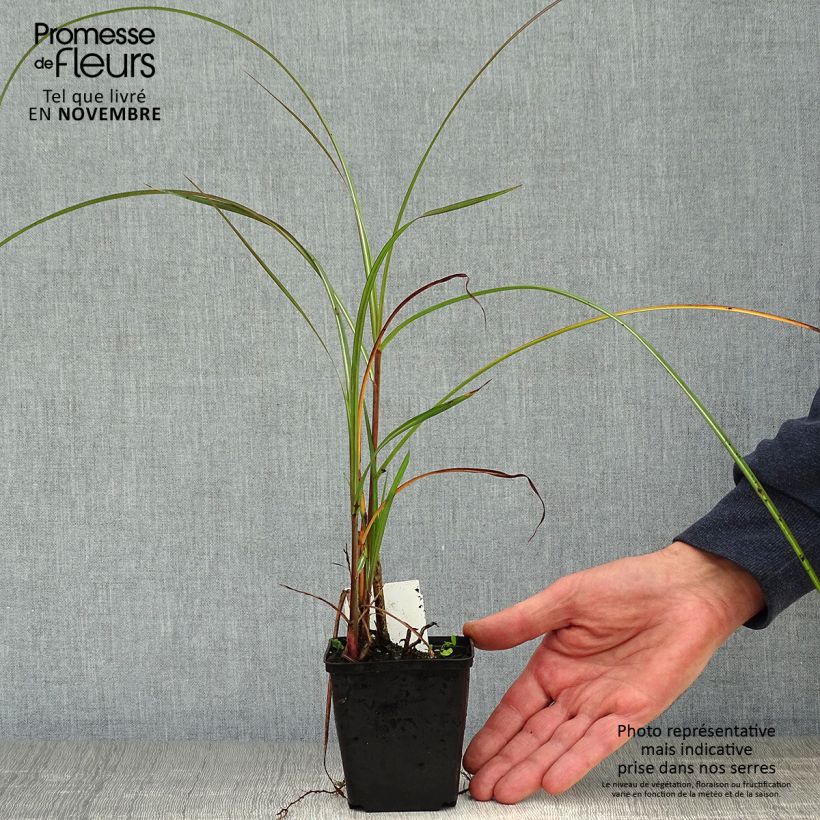 Exemplaar van Miscanthus sinensis China - Prachtriet Kweekpotje van 8/9 cm zoals geleverd in de herfst