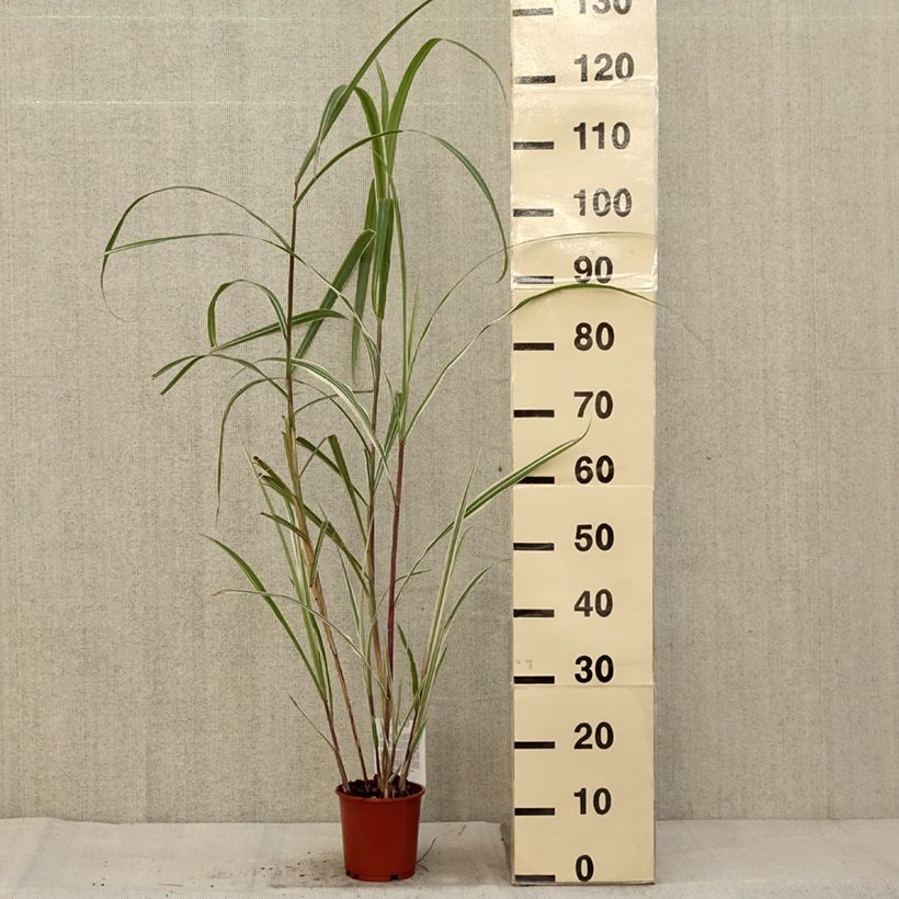 Exemplaar van Miscanthus sinensis Cosmopolitan - Eulalie, Roseau de Chine Pot de 1L/1,5L zoals geleverd in de herfst