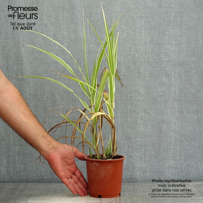 Exemplaar van Miscanthus sinensis Cosmopolitan - Prachtriet Pot van 1 l/1,5 l zoals geleverd in de zomer