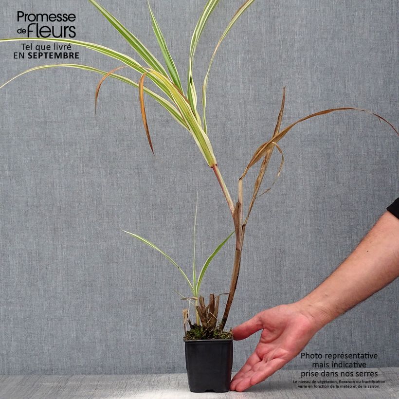 Exemplaar van Miscanthus sinensis Cosmopolitan - Prachtriet Kweekpotje van 8/9 cm zoals geleverd in de zomer