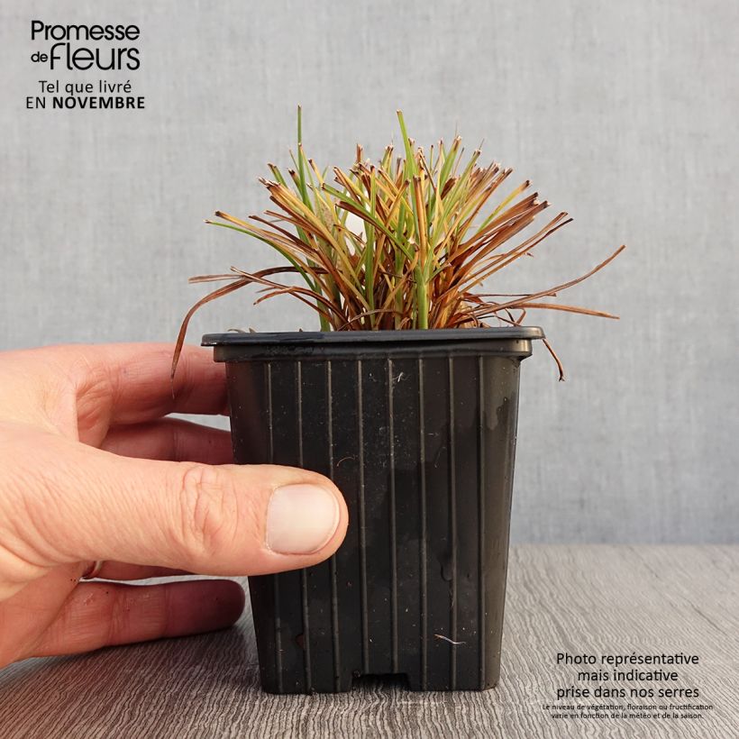 Exemplaar van Miscanthus sinensis Cute One - Prachtriet Kweekpotje van 8/9 cm zoals geleverd in de herfst