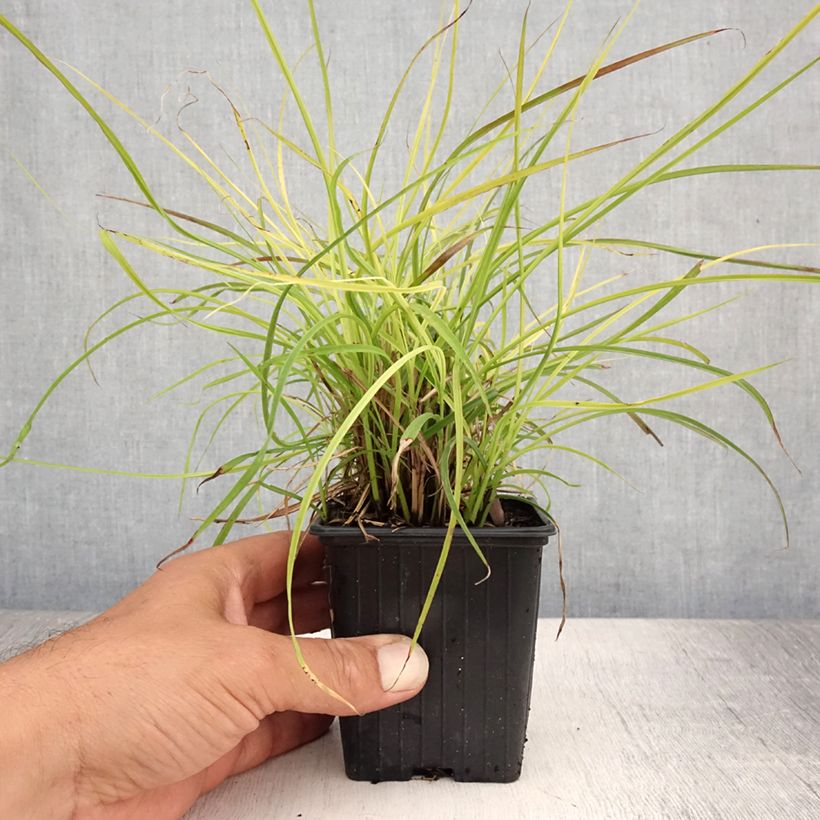 Exemplaar van Miscanthus sinensis Cute One - Prachtriet Kweekpotje van 8/9 cm zoals geleverd in de zomer