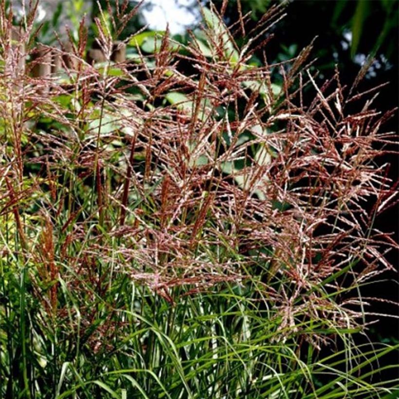 Miscanthus sinensis Dronning Ingrid - Prachtriet (Bloei)
