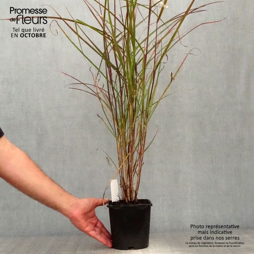 Exemplaar van Miscanthus sinensis Dronning Ingrid - Prachtriet Kweekpotje van 8/9 cm zoals geleverd in de herfst