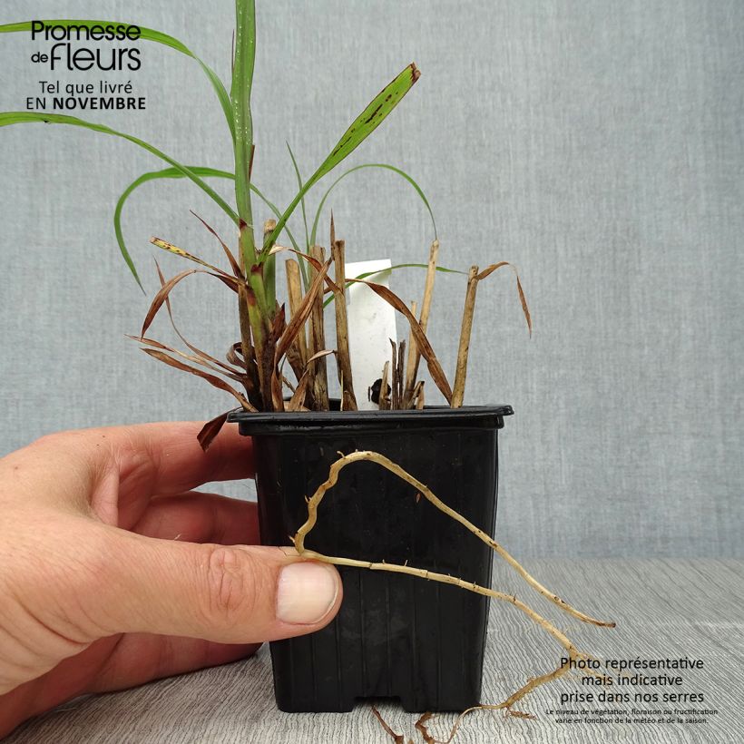 Exemplaar van Miscanthus sinensis Emmanuel Lepage - Prachtriet Kweekpotje van 8/9 cm zoals geleverd in de herfst