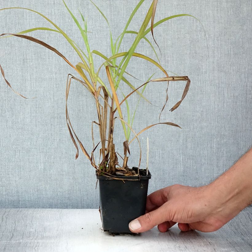 Exemplaar van Miscanthus sinensis Emmanuel Lepage - Prachtriet Kweekpotje van 8/9 cm zoals geleverd in de zomer