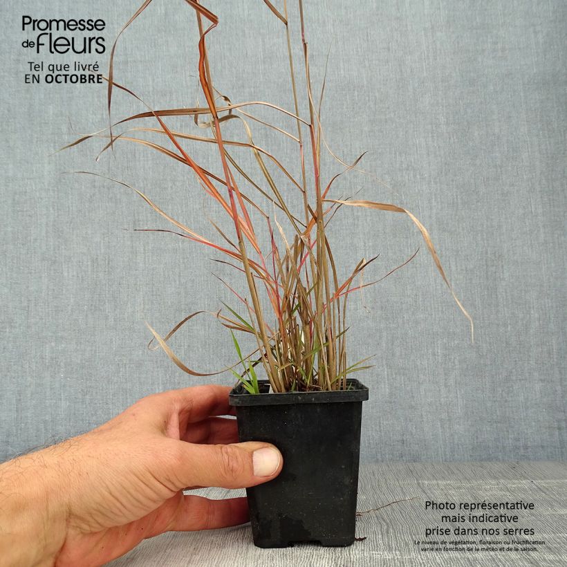 Exemplaar van Miscanthus sinensis Ferner Osten - Prachtriet Kweekpotje van 8/9 cm zoals geleverd in de herfst