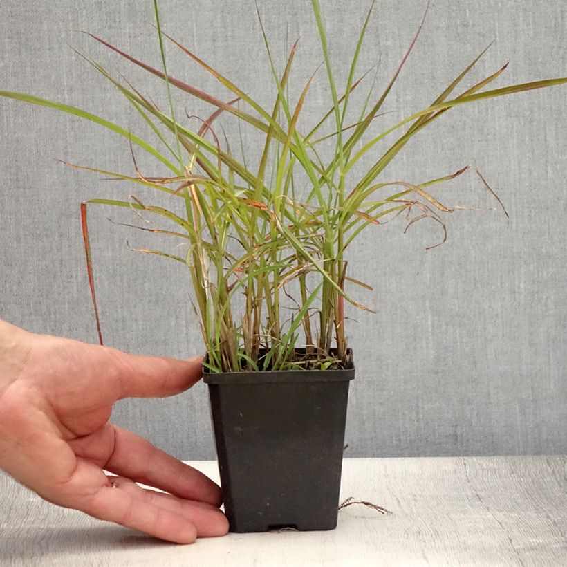 Exemplaar van Miscanthus sinensis Ferner Osten - Prachtriet Kweekpotje van 8/9 cm zoals geleverd in de zomer