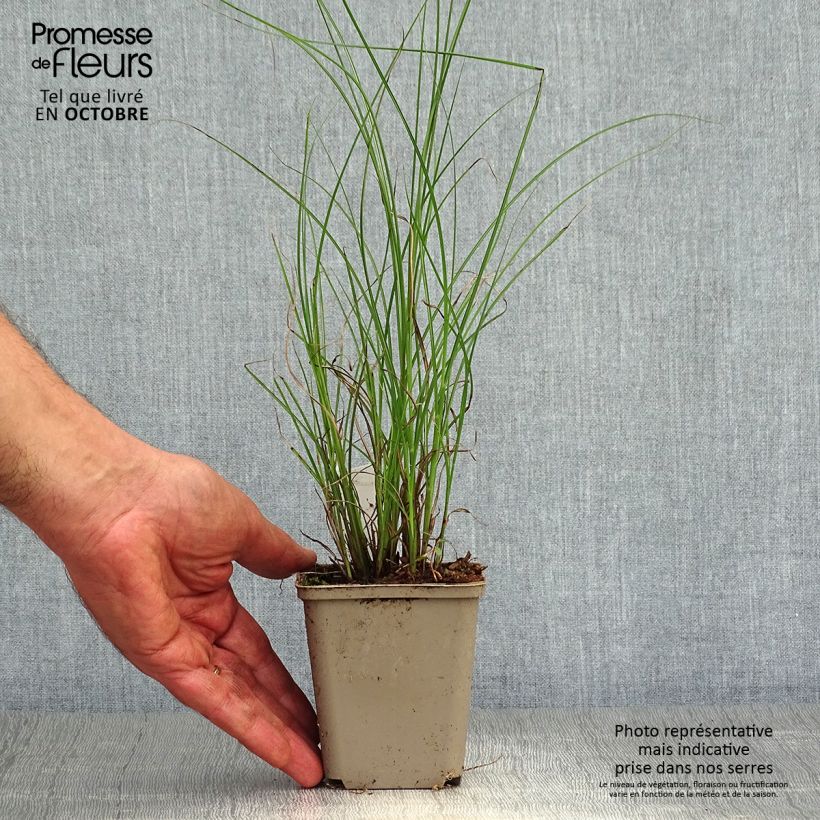 Exemplaar van Miscanthus sinensis Flamingo - Prachtriet Kweekpotje van 8/9 cm zoals geleverd in de herfst