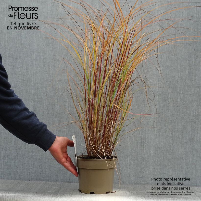 Exemplaar van Miscanthus sinensis Flamingo - Prachtriet Pot van 2 l/3 l zoals geleverd in de herfst