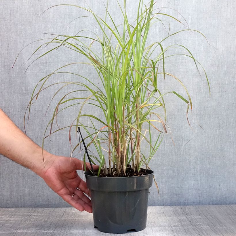 Exemplaar van Miscanthus sinensis Flamingo - Prachtriet Pot van 2 l/3 l zoals geleverd in de zomer
