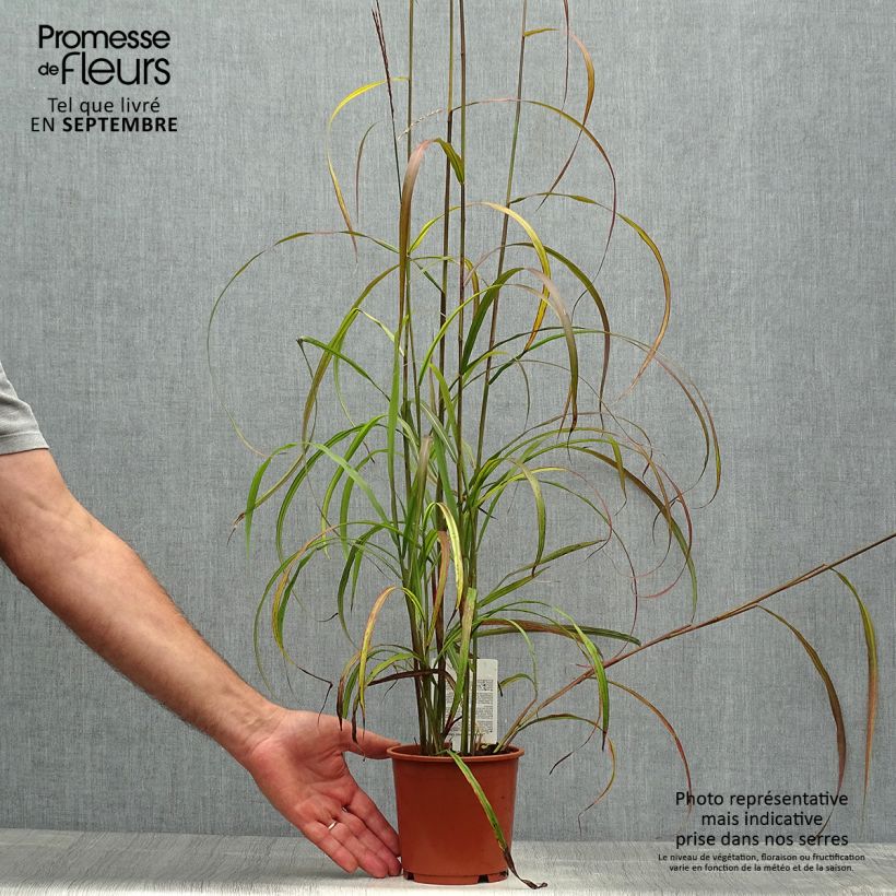 Exemplaar van Miscanthus sinensis Ghana - Prachtriet Pot van 1 l/1,5 l zoals geleverd in de herfst