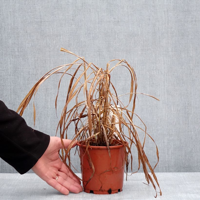Exemplaar van Miscanthus sinensis Ghana - Roseau de Chine Pot de 1L/1,5L zoals geleverd in de winter