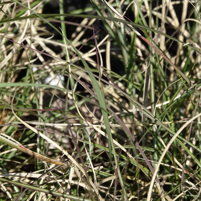 Miscanthus sinensis Gnom - Prachtriet (Blad)
